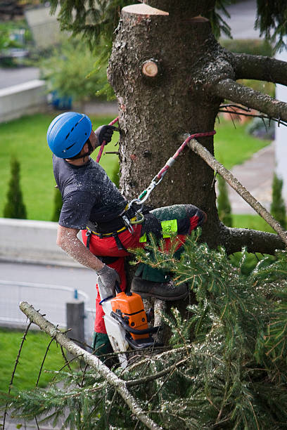 Trusted Austin, AR  Tree Services Experts