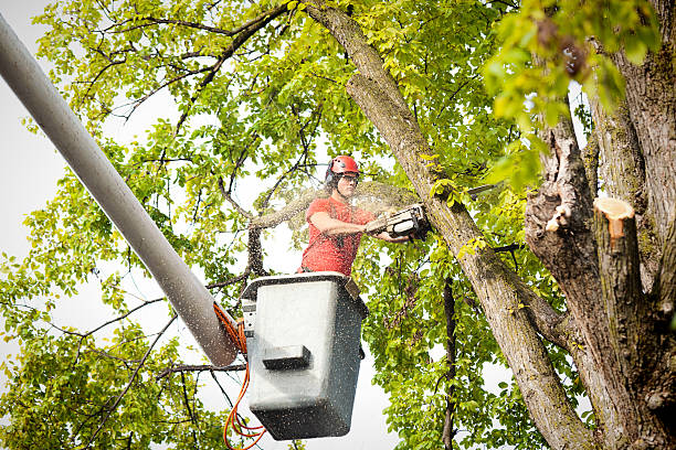 Why Choose Our Tree Removal Services in Austin, AR?